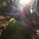 2nd CHANCE | DRAKE ARCHERY ELITE Scarlet - 54 Zoll - 30 lbs - Hybridbogen | Rechtshand