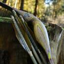 2nd CHANCE | DRAKE ARCHERY ELITE Zorse - 54 inches - 20 lbs - Hybrid Bow | Right Hand