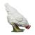 IBB 3D Henne - weiss - pickend