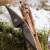 2nd CHANCE | JACKALOPE Moonstick Carbon | 50 Zoll - 45 lbs | One Piece Recurvebogen | Rechtshand
