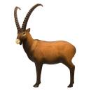 SRT Ibex [***]