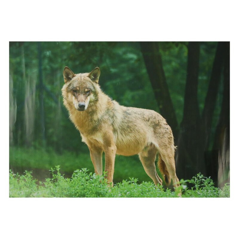 STRONGHOLD Animal Target Face - Wolf - 30 x 42 cm - hydrophobic / tear-resistant