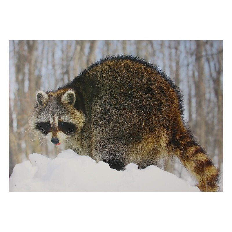 STRONGHOLD Animal Target Face - Raccoon - 30 x 42 cm - hydrophobic / tear-resistant