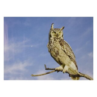 STRONGHOLD Animal Target Face - Owl - 30 x 42 cm - hydrophobic / tear-resistant