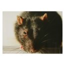 STRONGHOLD Tierauflage - Ratte - 30 x 42 cm -...