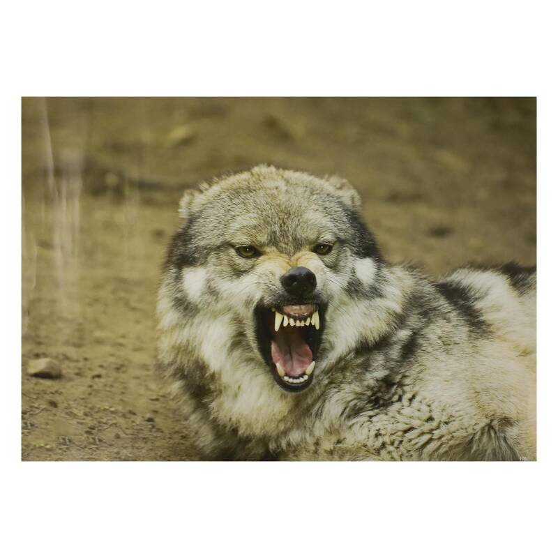 STRONGHOLD Tierauflage - Drohender Wolf - 30 x 42 cm - wasserabweisend/reifest
