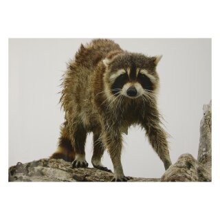 STRONGHOLD Animal Target Face - Wet Raccoon - 30 x 42 cm - hydrophobic / tear-resistant