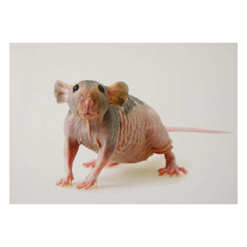 STRONGHOLD Animal Target Face - Naked Rat - 30 x 42 cm -hydrophobic / tear-resistant