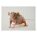 STRONGHOLD Tierauflage - nackte Ratte - 30 x 42 cm -...