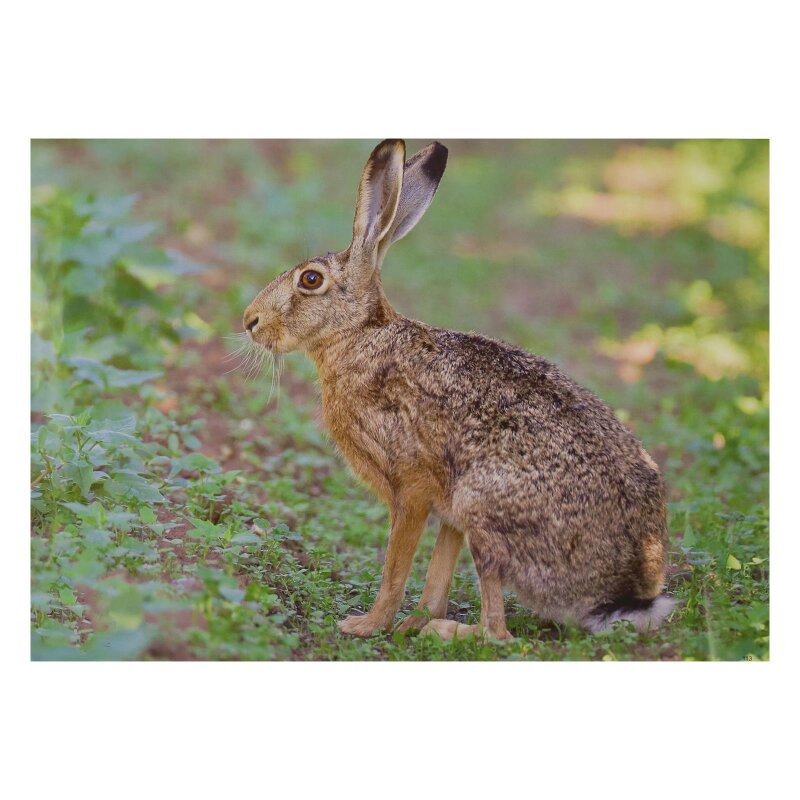 STRONGHOLD Animal Target Face - Rabbit - 30 x 42 cm - hydrophobic / tear-resistant