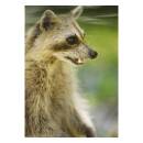 STRONGHOLD Animal Target Face - Marten - 30 x 42 cm -...