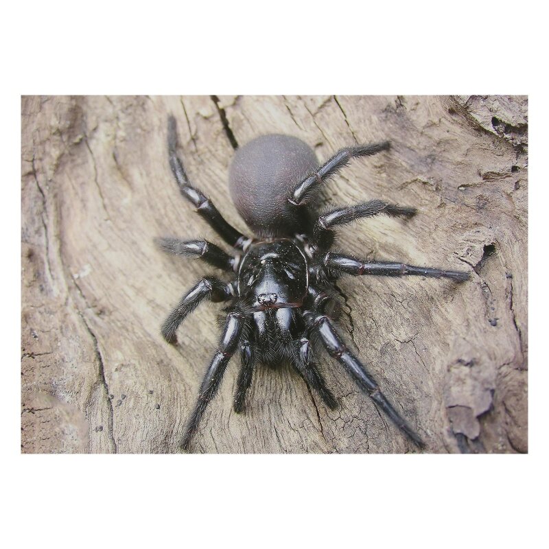 STRONGHOLD Animal Target Face - Spider - 30 x 42 cm - hydrophobic / tear-resistant