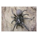STRONGHOLD Animal Target Face - Spider - 30 x 42 cm -...
