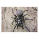 STRONGHOLD Tierauflage - Spinne - 30 x 42 cm -...