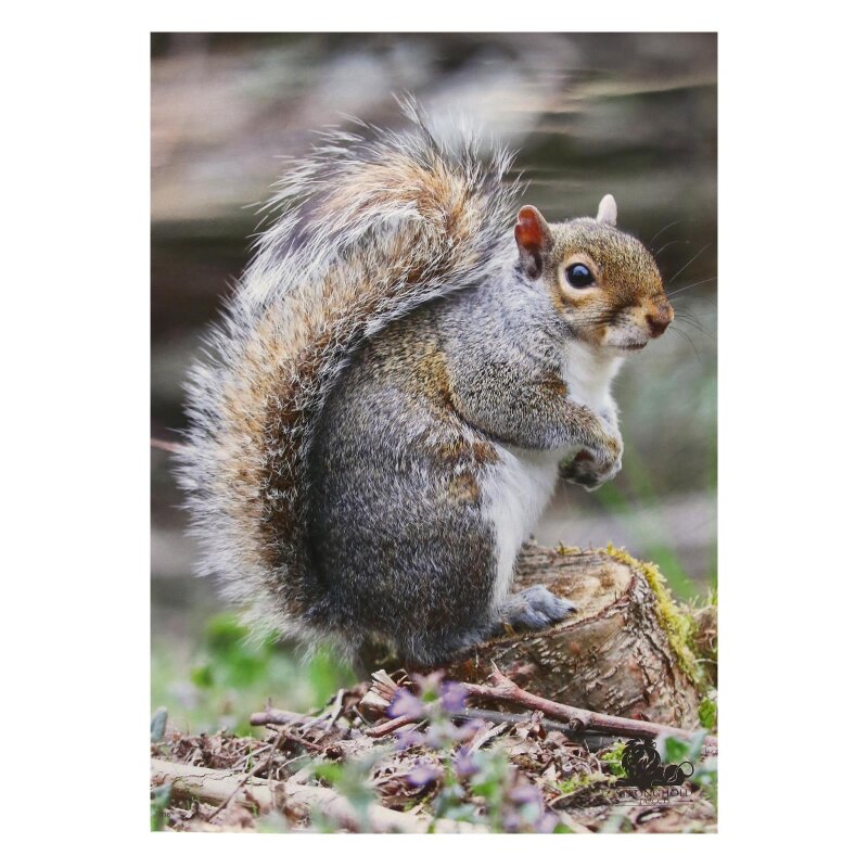 STRONGHOLD Tierauflage - Eichhörnchen - 30 x 42 cm - wasserabweisend/reißfest