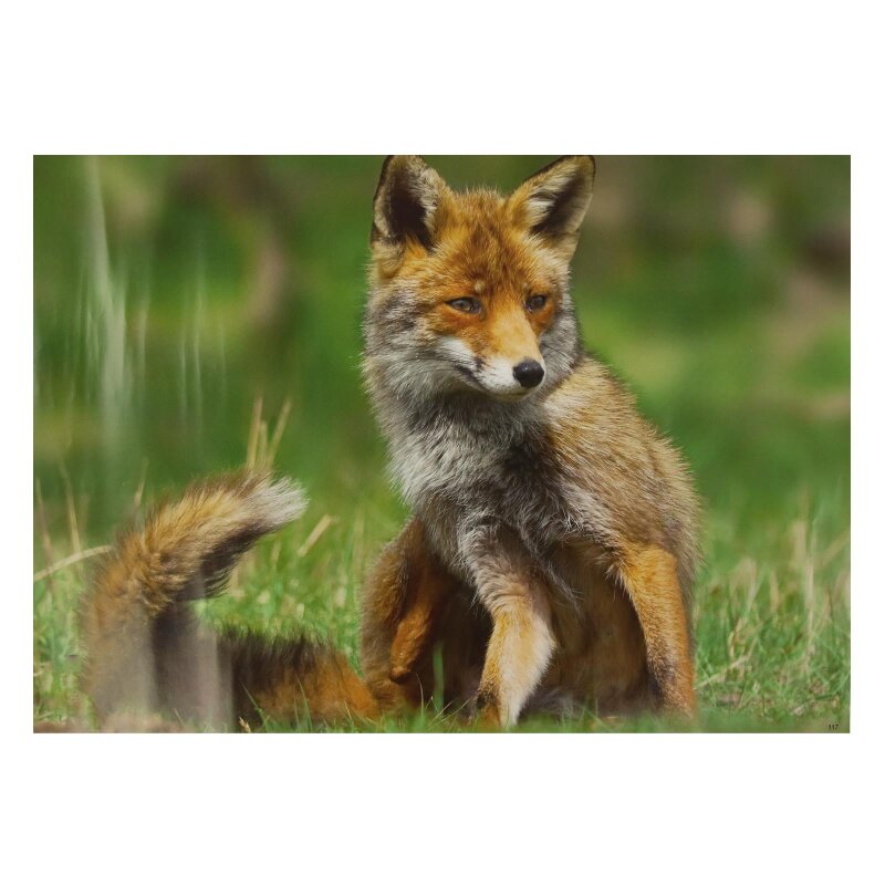 STRONGHOLD Animal Target Face - Fox - 30 x 42 cm - hydrophobic / tear-resistant