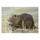 STRONGHOLD Animal Target Face - Beaver - 30 x 42 cm -...