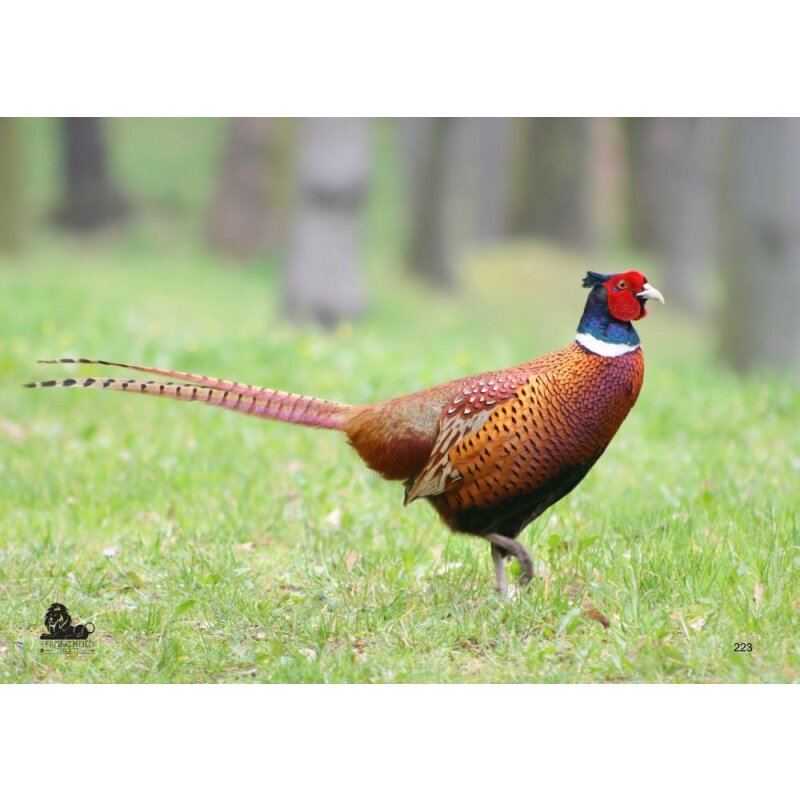 STRONGHOLD Animal Target Face - Pheasant - 42 x 59 cm - hydrophobic / tear-resistant