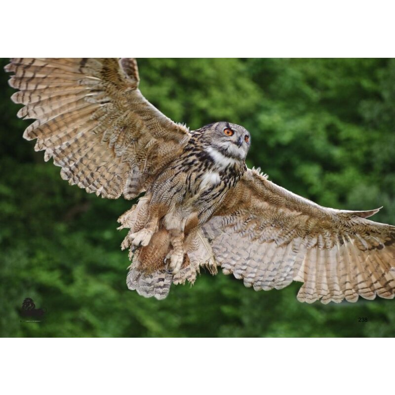 STRONGHOLD Animal Target Face - Flying Owl - 42 x 59 cm - hydrophobic / tear resistant