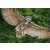 STRONGHOLD Animal Target Face - Flying Owl - 42 x 59 cm - hydrophobic / tear resistant