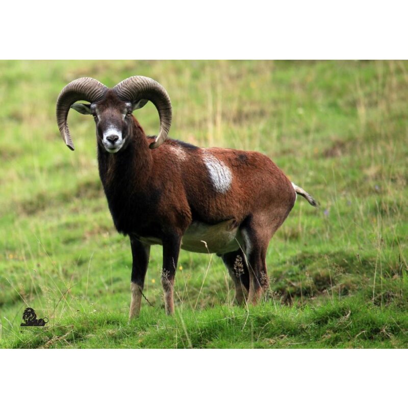 STRONGHOLD Animal Target Face - Sheep Ram - 42 x 59 cm - hydrophobic / tear-resistant