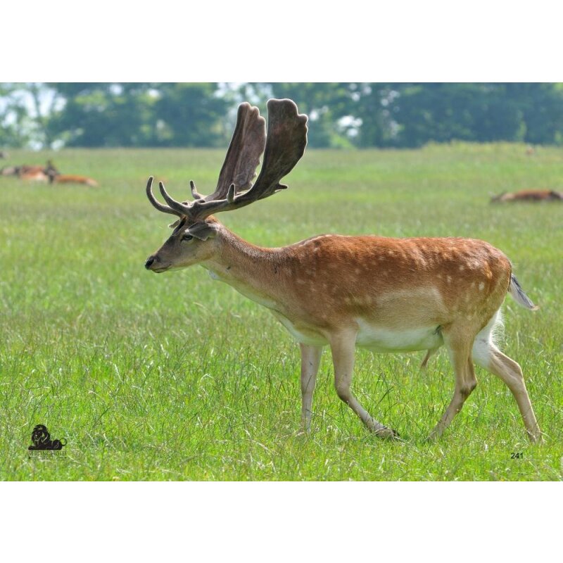 STRONGHOLD Animal Target Face - Fallow Deer I - 42 x 59 cm - hydrophobic / tear-resistant