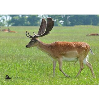 STRONGHOLD Animal Target Face - Fallow Deer I - 42 x 59 cm - hydrophobic / tear-resistant