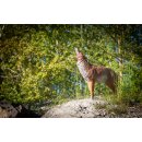 CENTER-POINT 3D Coyote - Made in Germany