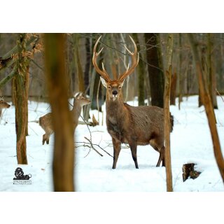 STRONGHOLD Animal Target Face - Deer Pack in the Winter Forest - 59 x 84 cm - hydrophobic / tear-resistant