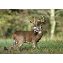 STRONGHOLD Tierauflage - Whitetail Hirsch - 59 x 84 cm -...