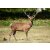 STRONGHOLD Animal Target Face - Red Deer Stag - 59 x 84 cm - hydrophobic / tear-resistant