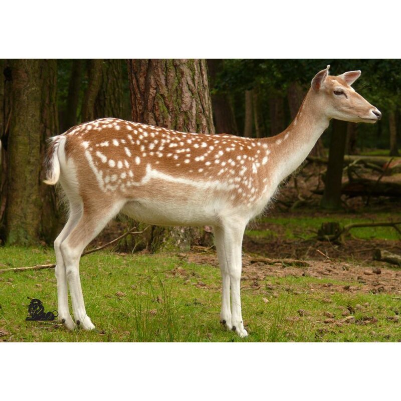 STRONGHOLD Animal Target Face - Fallow Deer II - 59 x 84 cm - hydrophobic / tear-resistant