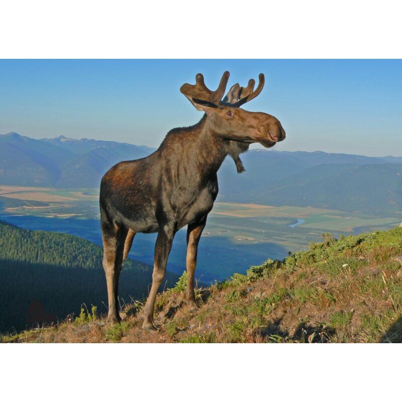 STRONGHOLD Animal Target Face - Gelding Moose - 59 x 84 cm - hydrophobic / tear-resistant