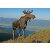 STRONGHOLD Animal Target Face - Gelding Moose - 59 x 84 cm - hydrophobic / tear-resistant