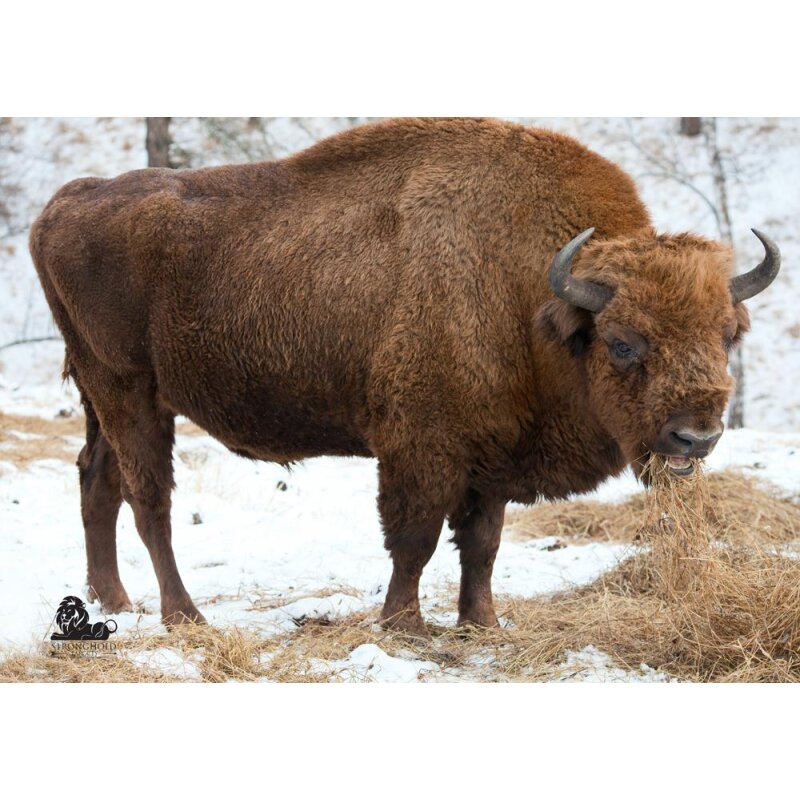 STRONGHOLD Animal Target Face - Buffalo - 59 x 83 cm - hydrophobic / tear-resistant