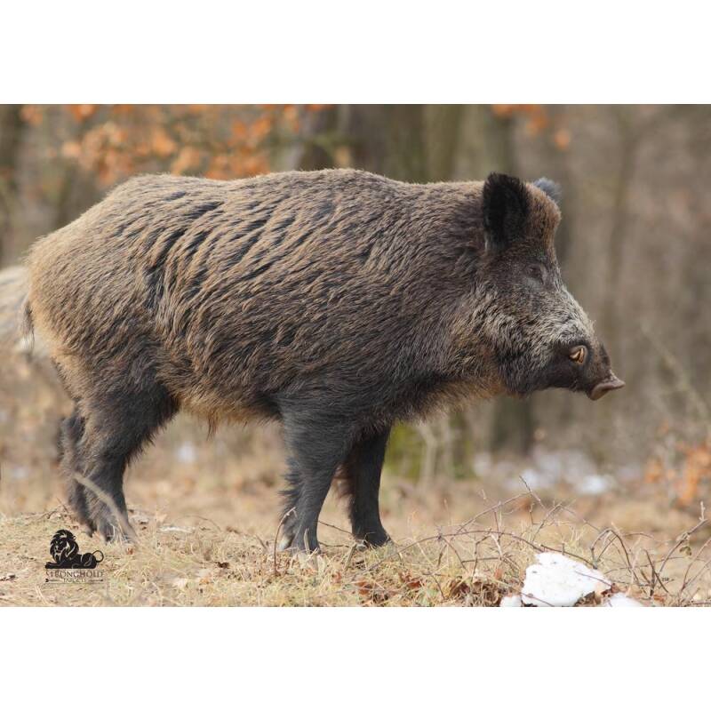 STRONGHOLD Animal Target Face - Boar - 59 x 84 cm - hydrophobic / tear-resistant