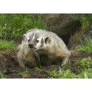 STRONGHOLD Animal Target Face - Badger - 59x 84 cm -...