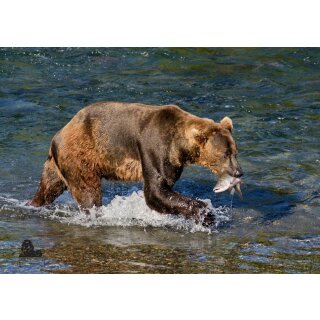 STRONGHOLD Animal Target Face - Brown Bear - 59 x 84 cm - hydrophobic / tear-resistant