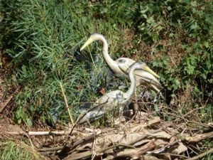 Turnier Dakota feat. Amisia Bogar 2014 in Lingen