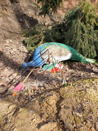 Selbst ein Pfau hatte sich vor dem Sturm im Geäst versteckt